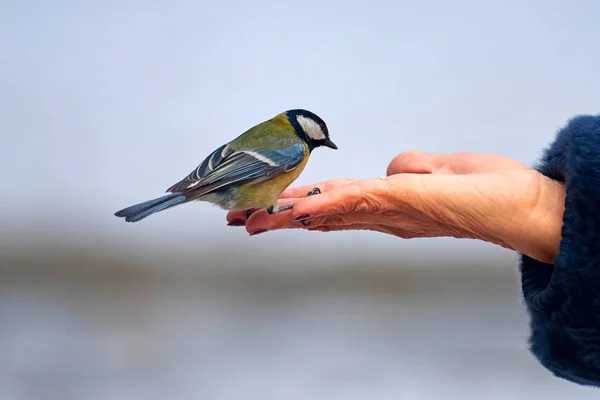 Feeding Great Tit Hand Great Tit Parus Major Passerine Bird — Φωτογραφία Αρχείου