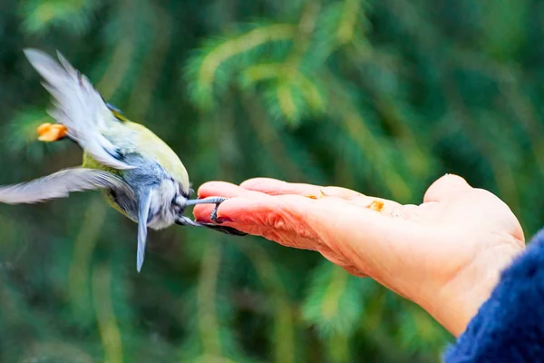 Feeding Great Tit Hand Great Tit Parus Major Passerine Bird — Stock Photo, Image