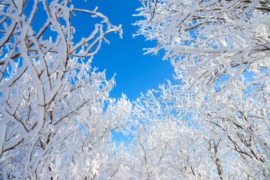 Mavi gökyüzüne karşı kabarık hoarfrost kaplı bir ağacın.
