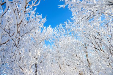 Mavi gökyüzüne karşı kabarık hoarfrost kaplı bir ağacın.