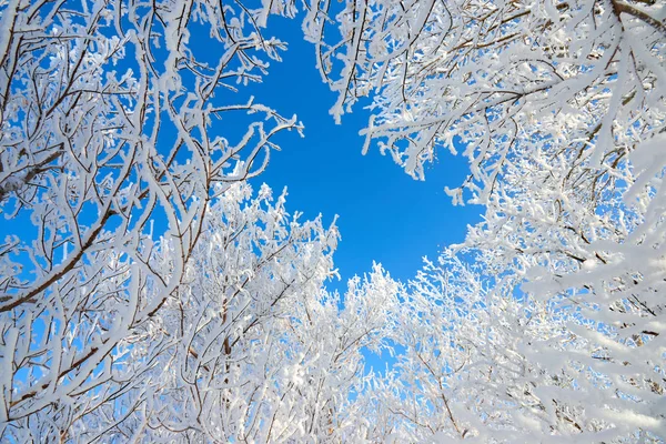 Branches Tree Covered Fluffy Hoarfrost Blue Sky — Stock Photo, Image