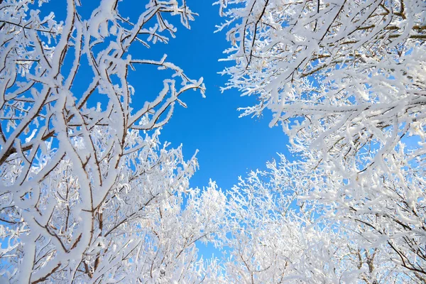 Branches Tree Covered Fluffy Hoarfrost Blue Sky — Stock Photo, Image