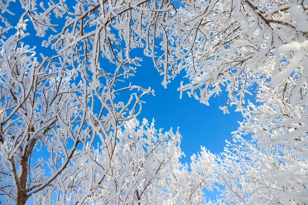Branches Tree Covered Fluffy Hoarfrost Blue Sky — Stock Photo, Image
