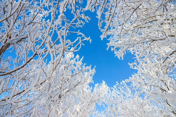 Branches Tree Covered Fluffy Hoarfrost Blue Sky — Stock Photo, Image