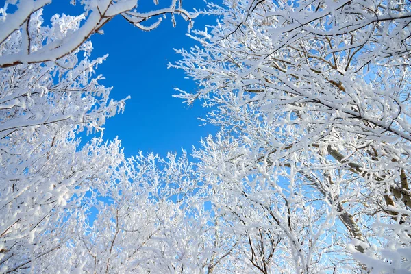 Branches Tree Covered Fluffy Hoarfrost Blue Sky — Stock Photo, Image