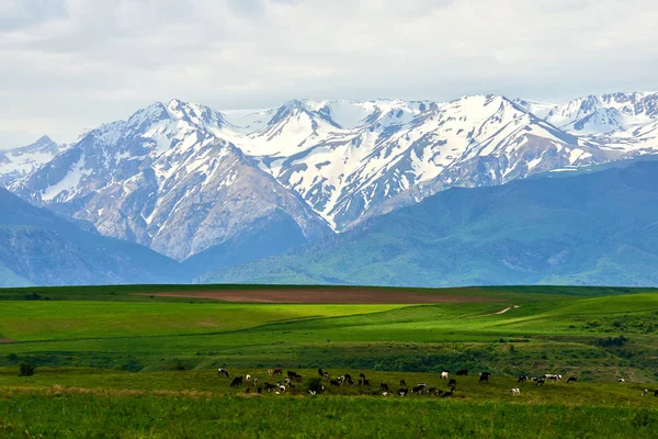 Aksu-Zhabagly Doğa Koruma Alanı 'ndaki dağlar. Türkistan bölgesi. Kazakistan.