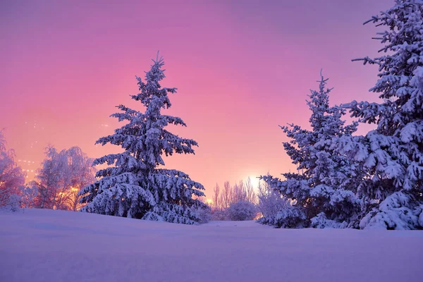Branches Firs Shrouded Snow City Park Foggy Winter Evening Pink — Stock Photo, Image