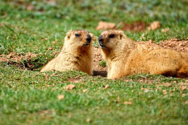 Yazın Steppe marmot (Marmota bobak), Doğu Avrupa ve Orta Asya 'da bozkırlarda yaşayan bir dağ sıçanı türüdür..