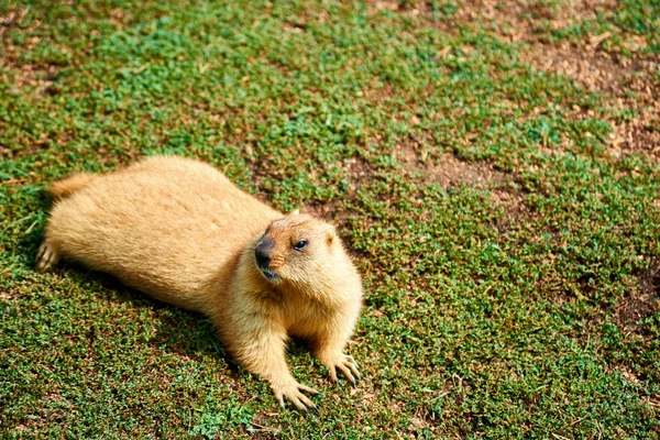 马尾藻 Steppe Marmot 是一种生活在东欧和中亚草原上的马尾藻 — 图库照片