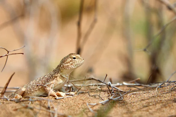 Krötenkopf Agama Phrynocephalus Mystaceus Auf Einer Sanddüne Altyn Emel Nationalpark — Stockfoto