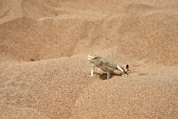 Toad Headed Agama Phrynocephalus Mystaceus Sand Dune Altyn Emel National — Stock Photo, Image