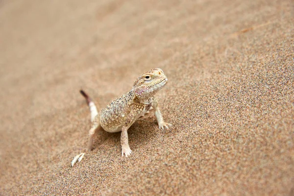 Agama Tête Crapaud Phrynocephalus Mystaceus Sur Une Dune Sable Dans — Photo