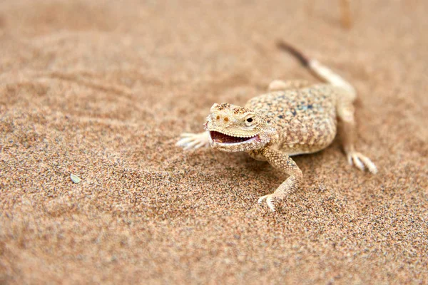 Agama Tête Crapaud Phrynocephalus Mystaceus Sur Une Dune Sable Dans — Photo