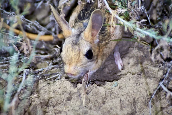 Jerboa Jaculusthe Jerboa Steppe Animal Lead Nocturnal Life Jerboas Hopping — стоковое фото