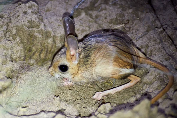 Jerboa Jaculusthe Jerboa Steppe Animal Lead Nocturnal Life Jerboas Hopping — стоковое фото