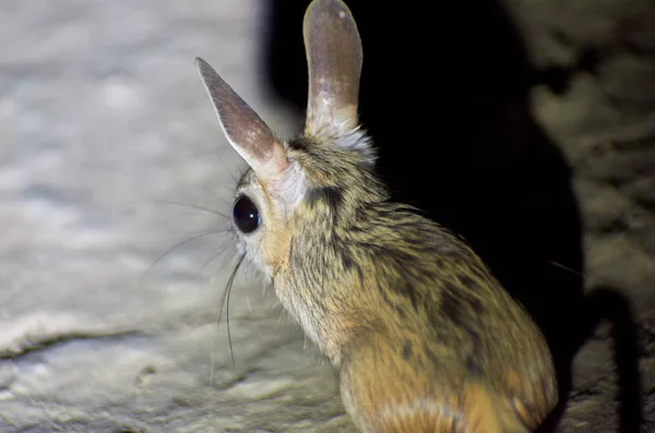 Jerboa Jaculusthe Jerboa Steppe Animal Lead Nocturnal Life Jerboas Hopping — стоковое фото
