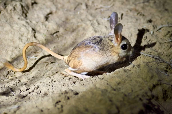 Jerboa Jaculusthe Jerboa Steppe Animal Lead Nocturnal Life Jerboas Hopping — стоковое фото