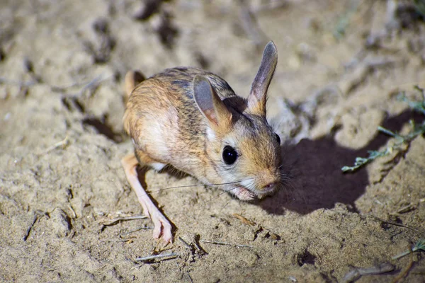 Jerboa Jaculusles Jerboas Sont Animal Steppe Mènent Une Vie Nocturneles — Photo