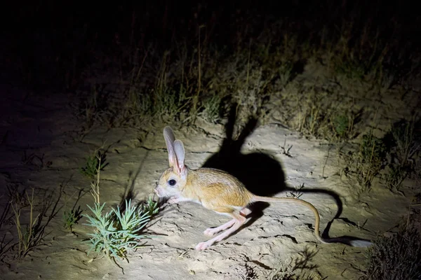 Jerboa Jaculusthe Jerboa Steppe Animal Lead Nocturnal Life Jerboas Hopping — стоковое фото