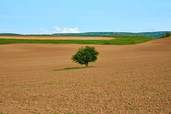 Mountain Valley Green Trees Turkestan Region Kazakhstan Central Asia — Stock Photo, Image