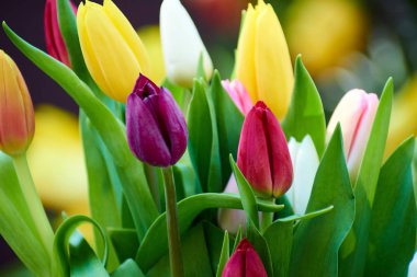 Lale. Güzel bir buket lale. Renkli laleler. Baharda laleler, renkli laleler.