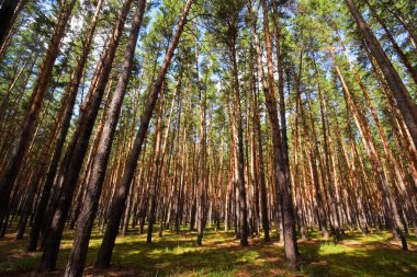 Kuzey Kazakistan bölgesindeki güzel Çam Ağaçları. Çam Ağacı ve Dallar. Kuzey Kazakistan bölgesi. Kazakistan.