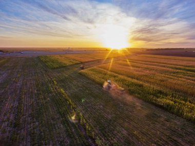 Tahıl hasadı. Sorghum hasadı. Hasat makinelerini birleştirin tarımda Sorghum toplayın. Yukarıdan görüntüle.