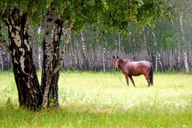 Otlakta otlayan sevimli kahverengi at.