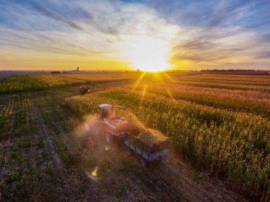 Tahıl hasadı. Sorghum hasadı. Hasat makinelerini birleştirin tarımda Sorghum toplayın. Yukarıdan görüntüle.