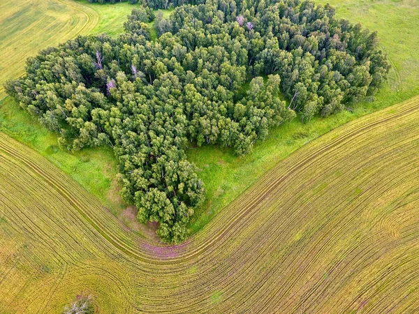 Aerial photography of green fields in rural areas of the North Kazakhstan region.