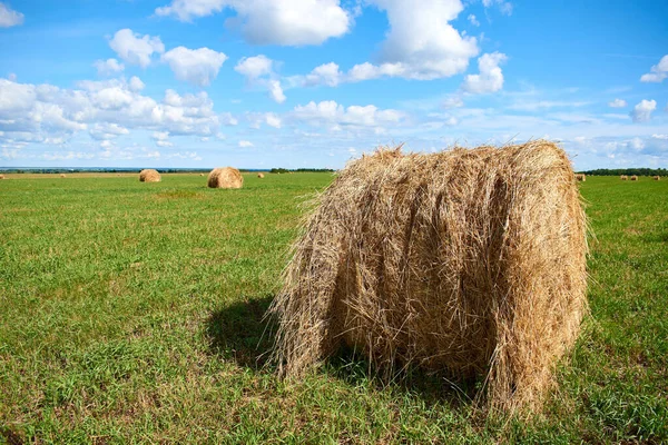 Niesamowity Piękny Wiejski Krajobraz Region Północnego Kazachstanu Kazachstan — Zdjęcie stockowe