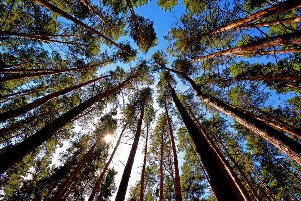 Kuzey Kazakistan bölgesindeki güzel Çam Ağaçları. Alt Görünüm Geniş Açı Arkaplan Çam Ağacı ve Dallar. Kuzey Kazakistan bölgesi. Kazakistan.
