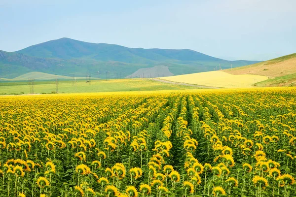 Field Sunflowers Yellow Sunflowers Grow Field Agricultural Crops East Kazakhstan — Stock Photo, Image