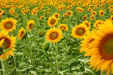 Ayçiçeği tarlası. Sarı ayçiçekleri tarlada yetişir. Tarım ürünleri. Doğu Kazakistan bölgesi. Kazakistan.