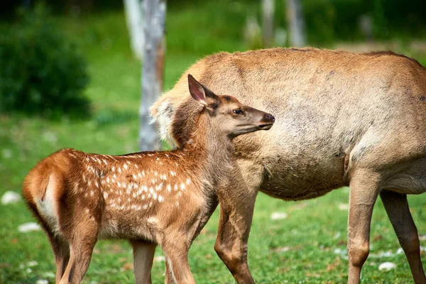 Yavru Geyik Dişi Bir Geyikle Duruyor Katon Karagay Ulusal Parkı — Stok fotoğraf