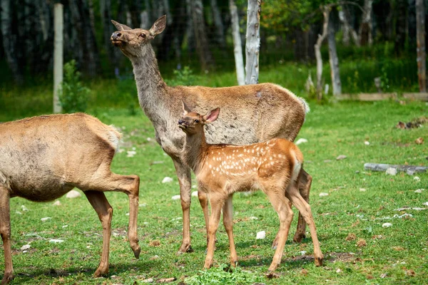Kleine Herten Staan Met Een Vrouwelijk Hert Katon Karagay Nationaal — Stockfoto