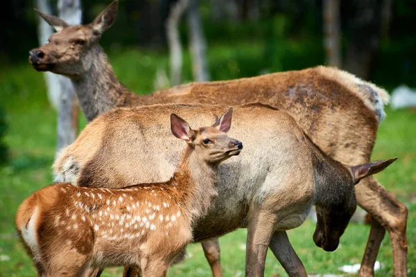 Kleine Herten Staan Met Een Vrouwelijk Hert Katon Karagay Nationaal — Stockfoto