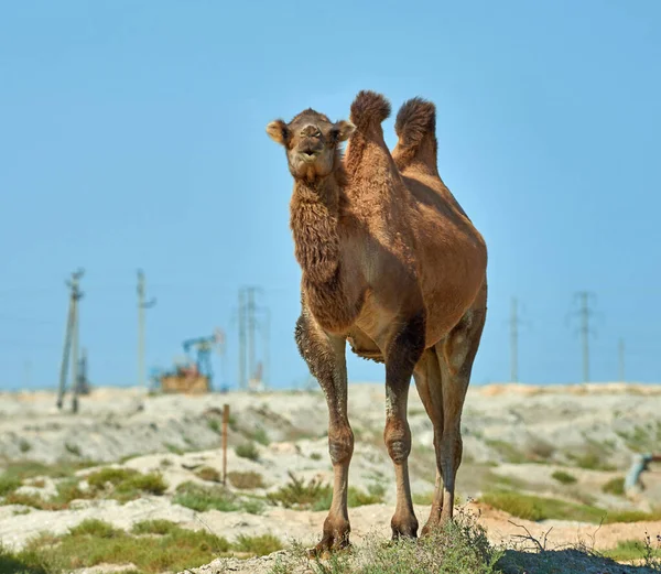 Camel standing in front of the oil pump.Environmental protection concept.  World Oil Industry.  Mangistau region. Kazakhstan.