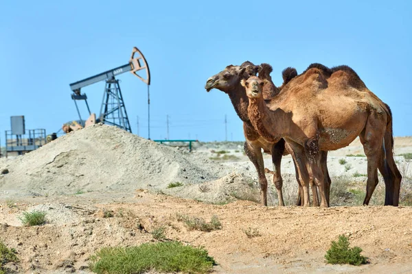 Petrol pompasının önünde duran develer. Çevre koruma kavramı. Dünya Petrol Endüstrisi. Mangistau bölgesi. Kazakistan.