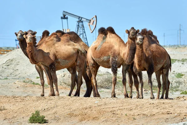 オイルポンプの前に立っているラクダ 環境保護の概念 世界石油産業 マンギスタウ地方 カザフスタン — ストック写真