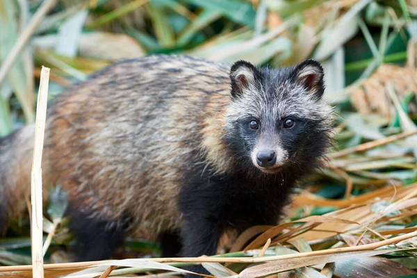 Raccoon Dog (Nyctereutes procyonoides) in Kazakhstan. Cute wild animals in natural environmen. Atyrau Region. Kazakhstan. The raccoon dog is a canid indigenous to East Asia. It is the only extant species in the genus Nyctereutes.