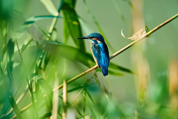 물총새가 나뭇가지에 있어요 물총새 Alcedo Atthis 유라시아 물총새 Eurasian Kingfisher — 스톡 사진