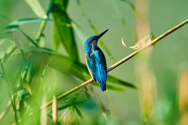 Obyčejný Rybář Sedí Větvi Rybář Obecný Alcedo Atthis Také Známý — Stock fotografie