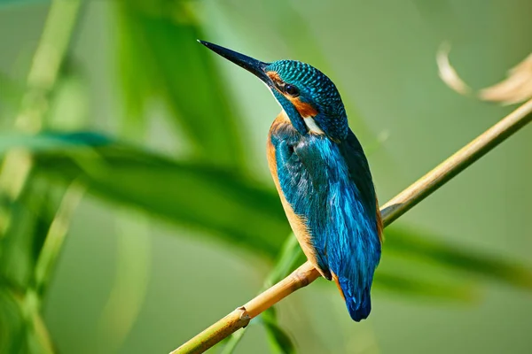 Common Kingfisher Sitting Branch Common Kingfisher Alcedo Atthis Also Known — Stock Photo, Image