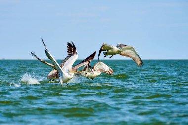 Pelikanlar sudan kalkıyor. Hazar Denizi. Atyrau Bölgesi. Kazakistan. Pelikanlar, Pelecanidae familyasından bir kuş cinsidir.. 