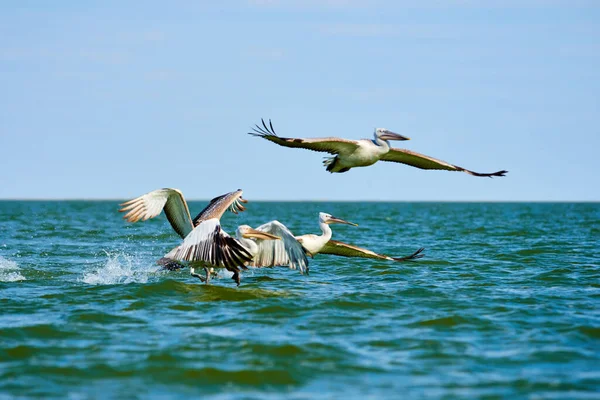 Des Pélicans Qui Décollent Eau Mer Caspienne Région Atyrau Kazakhstan — Photo