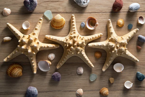 Mořské mušle a hvězdice — Stock fotografie