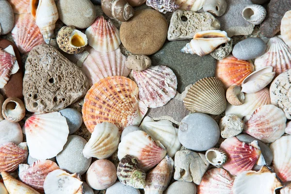 Fundo de conchas do mar — Fotografia de Stock