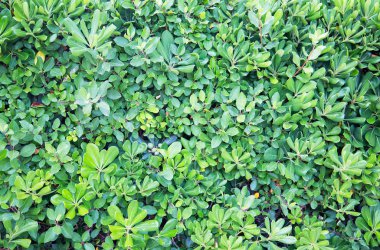 arka planı yeşil yaprak