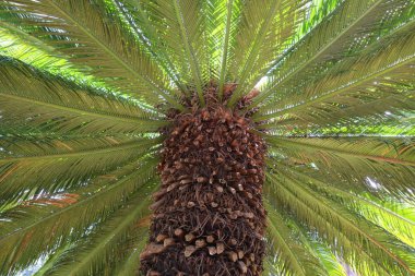 Palmiye yaz arka plan